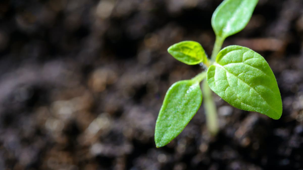 Sådan får du stærke planter og succes i køkkenhaven